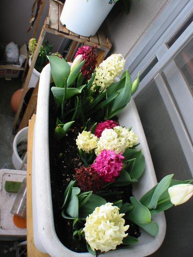 �\�z�������������ł�