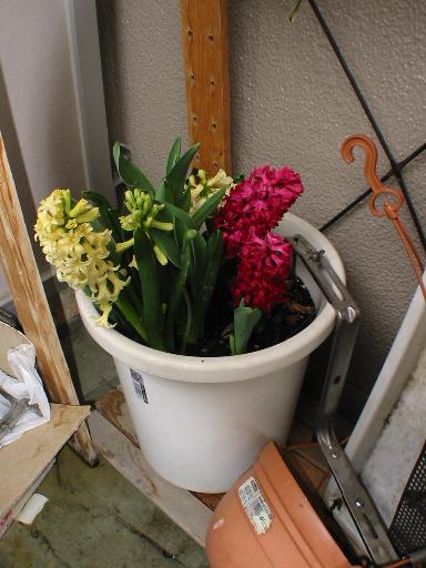 ���������C�ł���