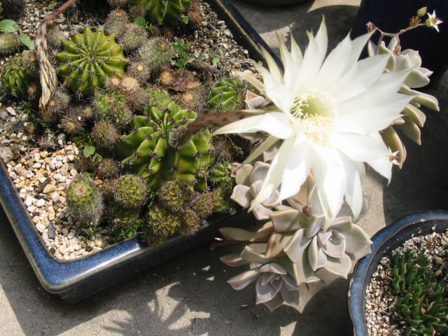 ����������܂茩�Ȃ��Z�ъ�