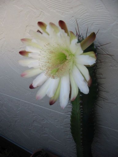 ���͂��܂茩�����Ȃ�